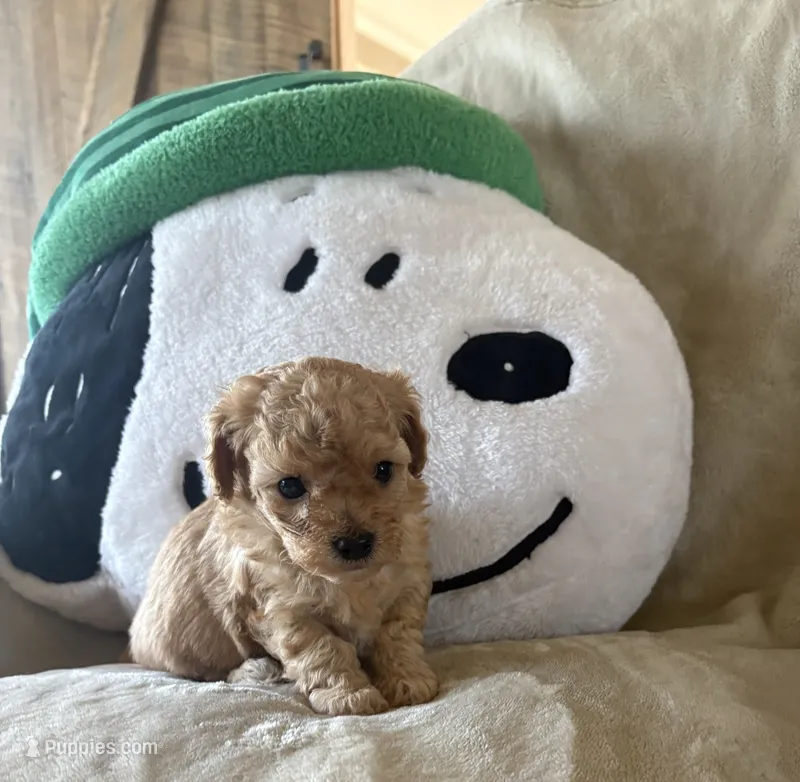 Toffee – Maltipoo puppy for sale in Jonesboro, AR