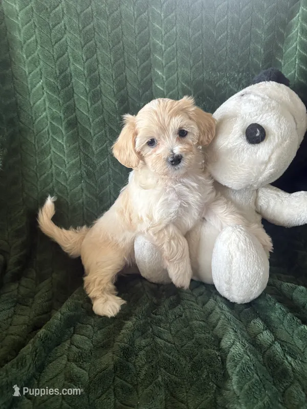Cookie  – Maltipoo puppy for sale in Jonesboro, AR