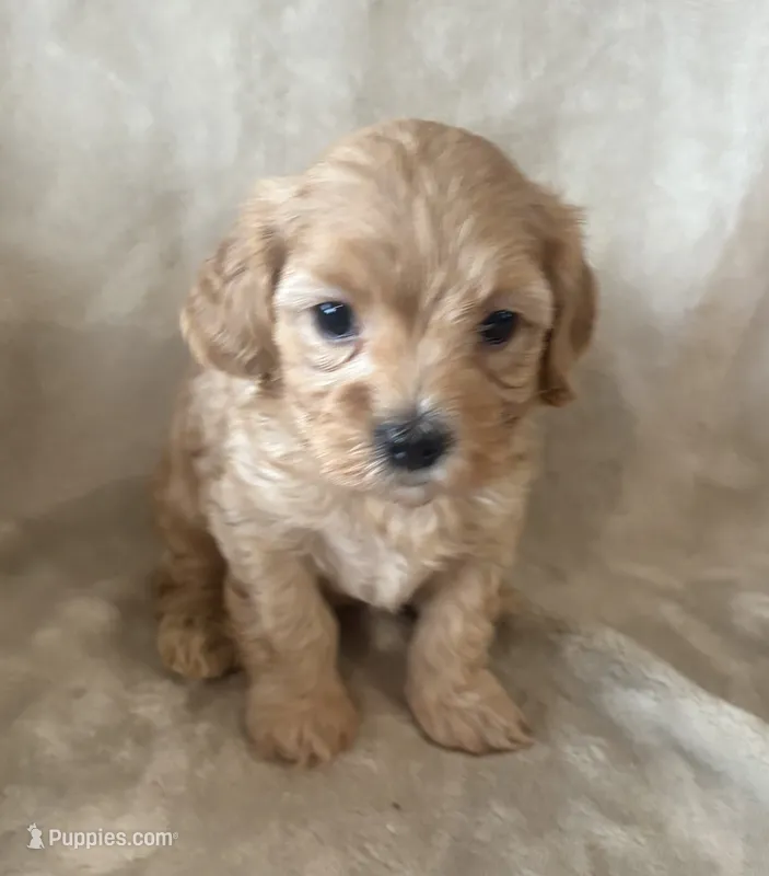 Biscuit – Maltipoo puppy for sale in Jonesboro, AR