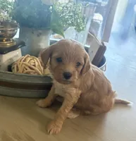 Truffle , a female Maltipoo for sale in Jonesboro, AR – 2 of 2