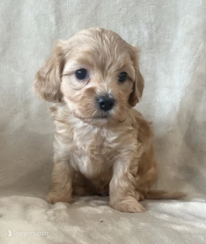 Biscuit – Maltipoo puppy for sale in Jonesboro, AR