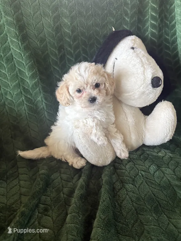 Mochi  – Maltipoo puppy for sale in Jonesboro, AR