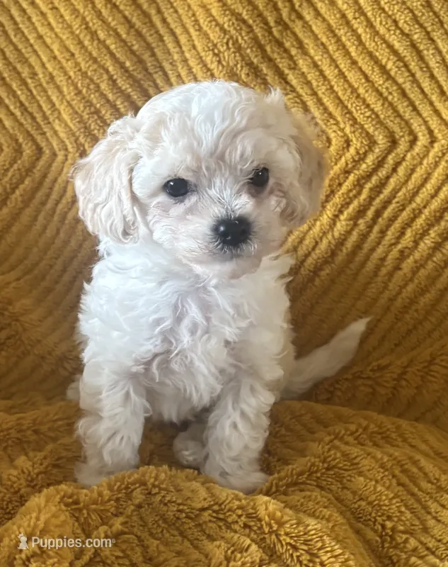 Mochi  – Maltipoo puppy for sale in Jonesboro, AR
