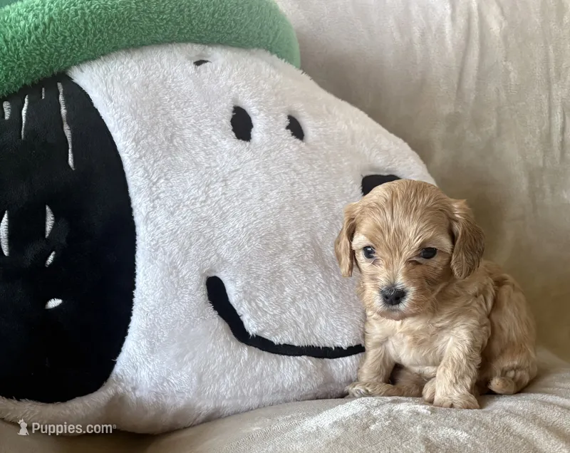 Biscuit – Maltipoo puppy for sale in Jonesboro, AR