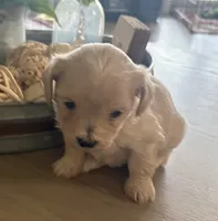 Cookie , a female Maltipoo for sale in Jonesboro, AR – 4 of 5