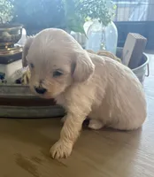 Cookie , a female Maltipoo for sale in Jonesboro, AR – 3 of 5