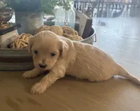 Cookie , a female Maltipoo for sale in Jonesboro, AR – 2 of 5
