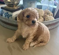 Toffee, a male Maltipoo for sale in Jonesboro, AR – 2 of 4
