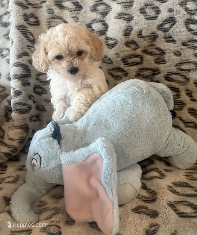 Mochi  – Maltipoo puppy on hold in Jonesboro, AR