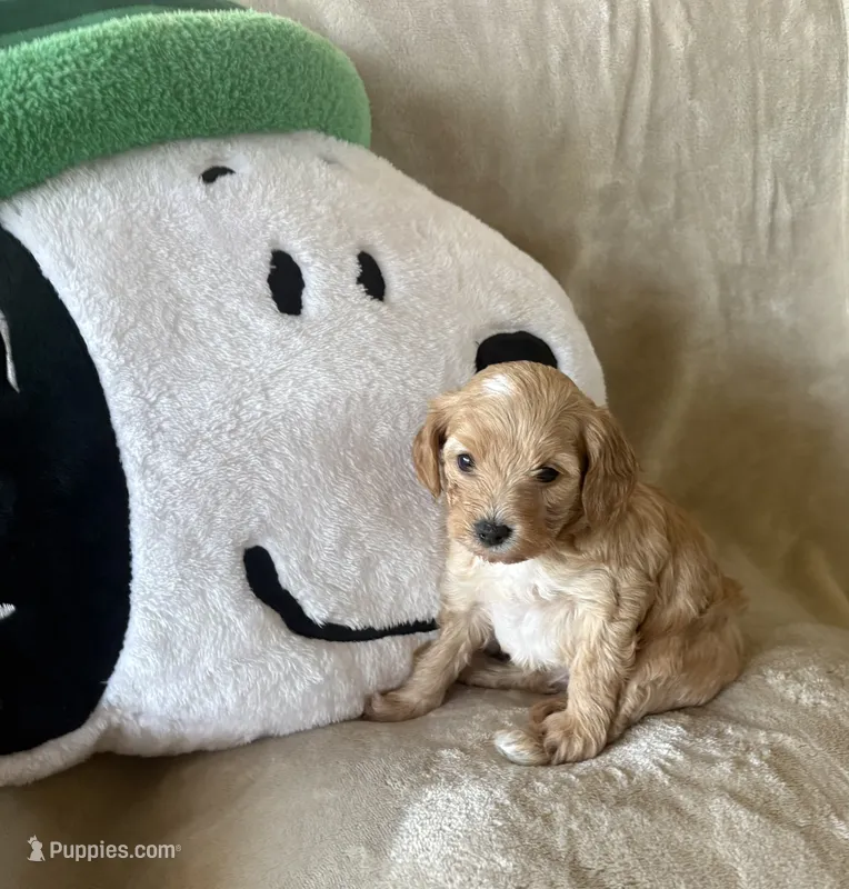 Truffle  – Maltipoo puppy for sale in Jonesboro, AR