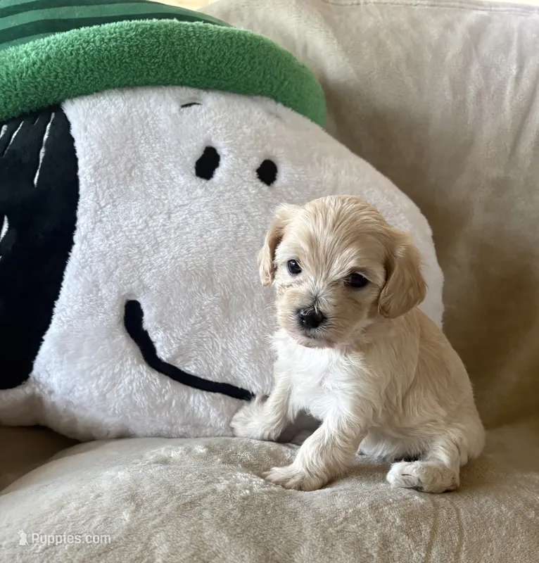 Cookie  – Maltipoo puppy for sale in Jonesboro, AR