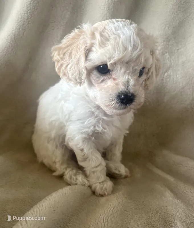 Mochi  – Maltipoo puppy for sale in Jonesboro, AR