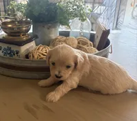 Cookie , a female Maltipoo for sale in Jonesboro, AR – 5 of 5