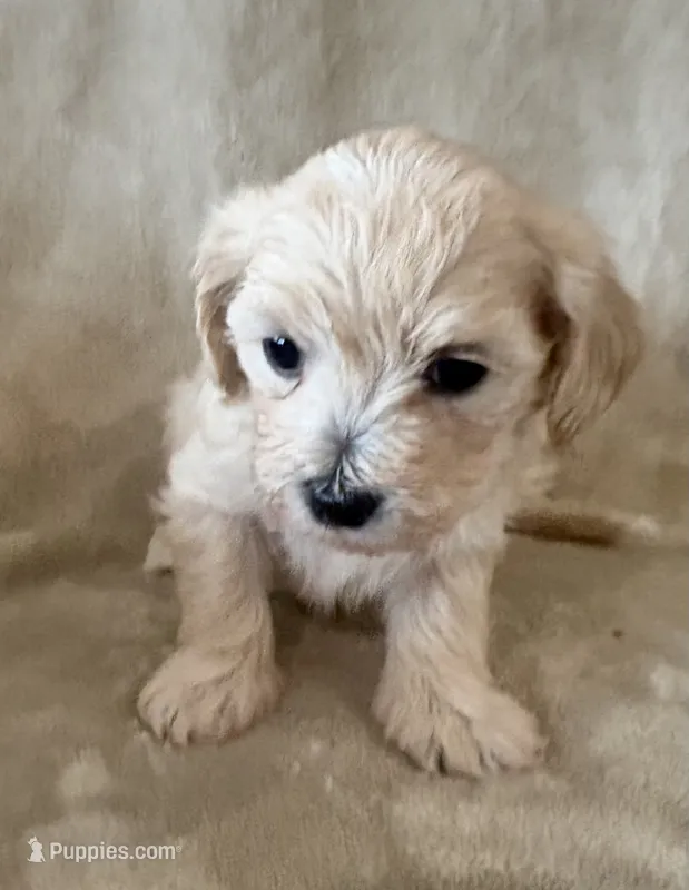 Cookie  – Maltipoo puppy for sale in Jonesboro, AR
