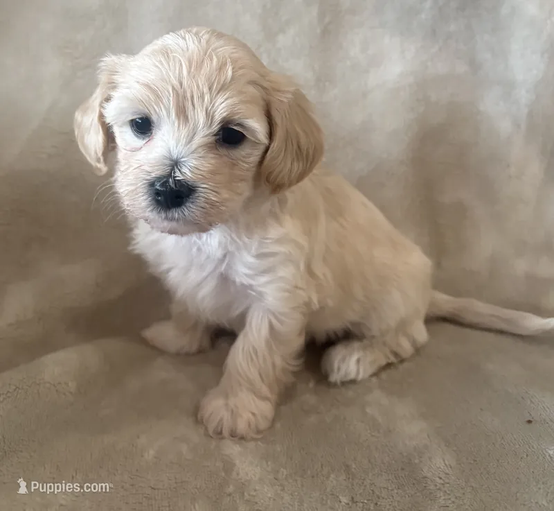 Cookie  – Maltipoo puppy for sale in Jonesboro, AR