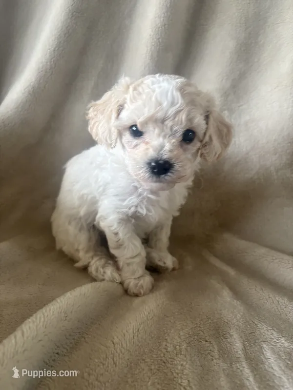 Mochi  – Maltipoo puppy on hold in Jonesboro, AR