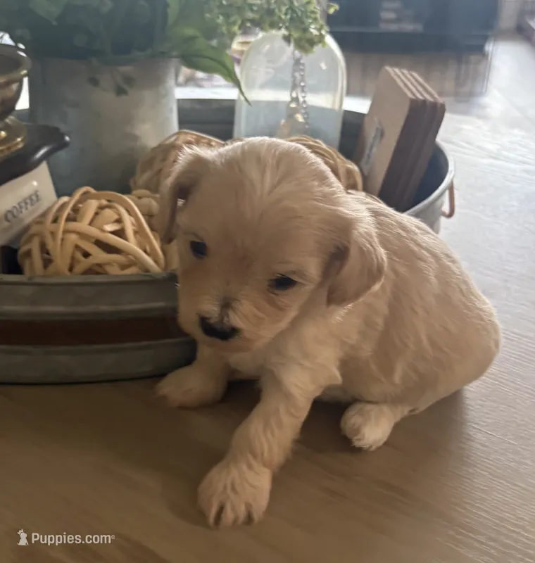 Cookie  – Maltipoo puppy for sale in Jonesboro, AR