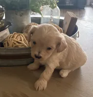 Cookie , a female Maltipoo for sale in Jonesboro, AR – 1 of 5