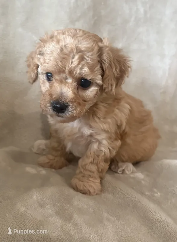 Toffee – Maltipoo puppy for sale in Jonesboro, AR