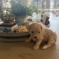 Maple, a female Maltipoo for sale in Jonesboro, AR – 1 of 2