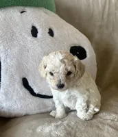 Mochi , a male Maltipoo for sale in Jonesboro, AR – 2 of 5