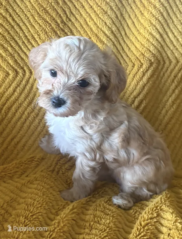 Truffle  – Maltipoo puppy on hold in Jonesboro, AR
