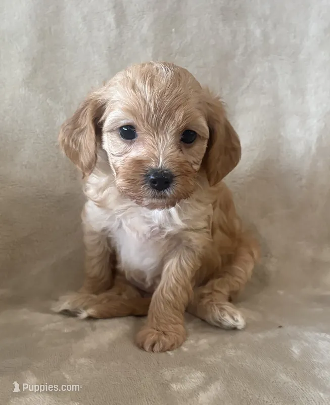 Truffle  – Maltipoo puppy for sale in Jonesboro, AR
