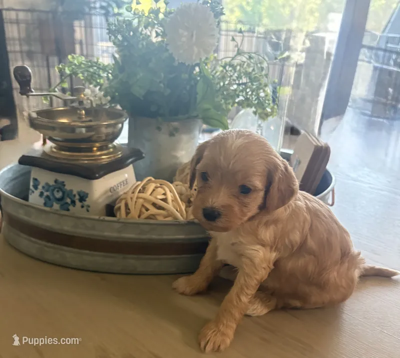 Truffle  – Maltipoo puppy for sale in Jonesboro, AR