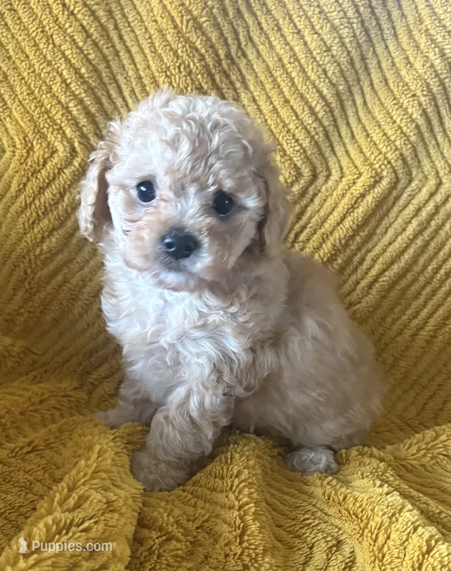 Toffee – Maltipoo puppy for sale in Jonesboro, AR