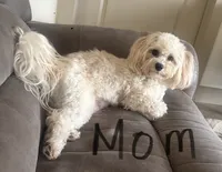 Toffee, a male Maltipoo for sale in Jonesboro, AR – 3 of 4
