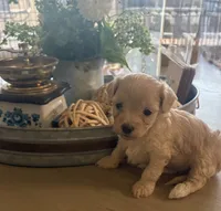 Maple, a female Maltipoo for sale in Jonesboro, AR – 2 of 2