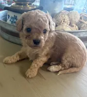 Toffee, a male Maltipoo for sale in Jonesboro, AR – 1 of 4