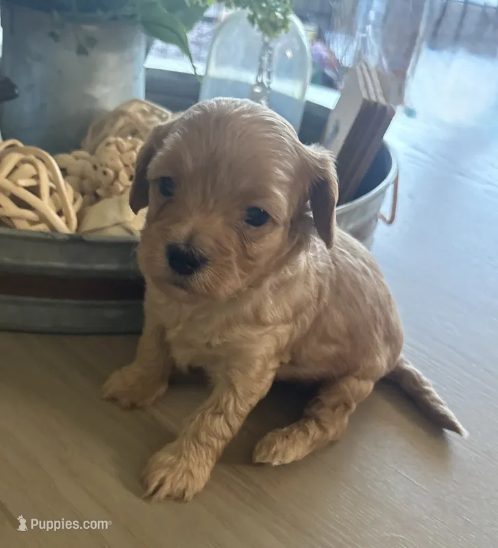 Biscuit – Maltipoo puppy for sale in Jonesboro, AR
