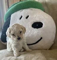 Mochi , a male Maltipoo for sale in Jonesboro, AR – 3 of 5