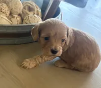 Biscuit, a male Maltipoo for sale in Jonesboro, AR – 2 of 2