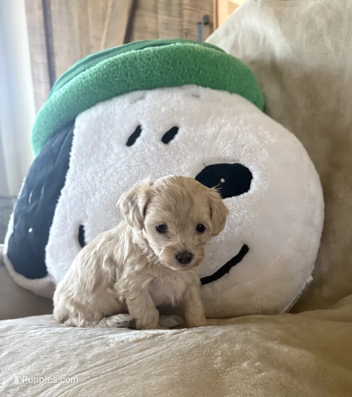 Maple – Maltipoo puppy for sale in Jonesboro, AR