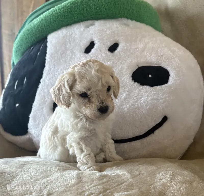 Mochi  – Maltipoo puppy on hold in Jonesboro, AR