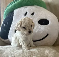 Mochi , a male Maltipoo for sale in Jonesboro, AR – 1 of 5