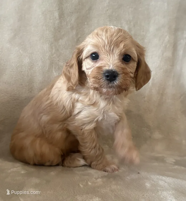 Truffle  – Maltipoo puppy for sale in Jonesboro, AR