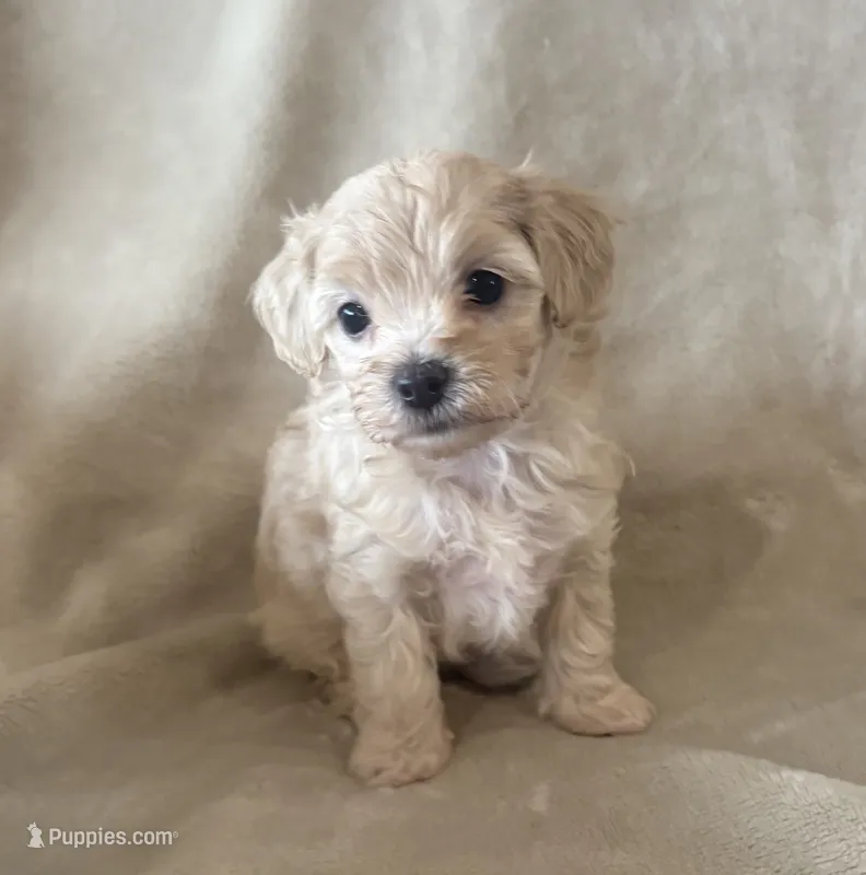 Maple – Maltipoo puppy on hold in Jonesboro, AR