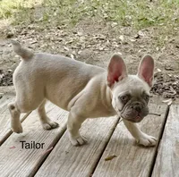 Tailor, a female French Bulldog for sale in Houston, TX – 3 of 3