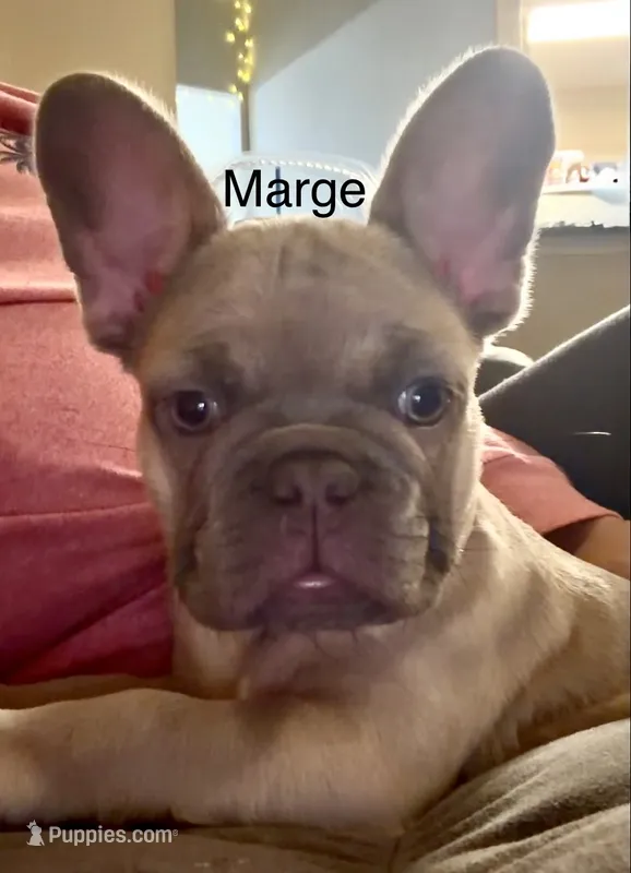 Margie – French Bulldog puppy for sale in Houston, TX
