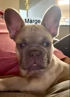 Margie, a female French Bulldog for sale in Houston, TX – 1 of 4
