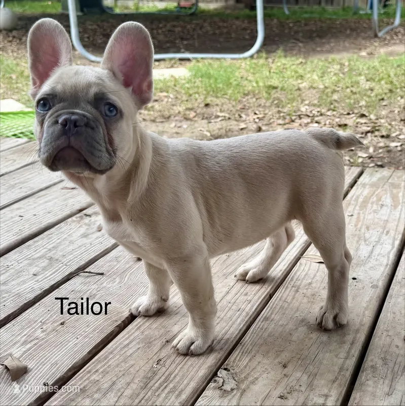 Tailor – French Bulldog puppy for sale in Houston, TX
