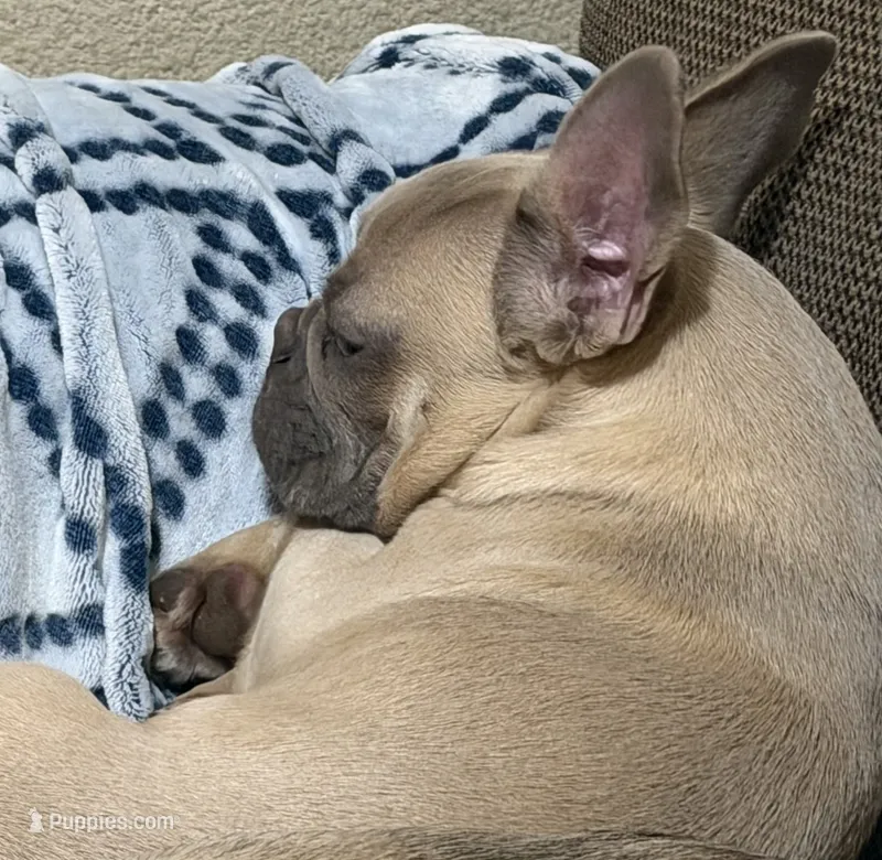 Margie – French Bulldog puppy for sale in Houston, TX
