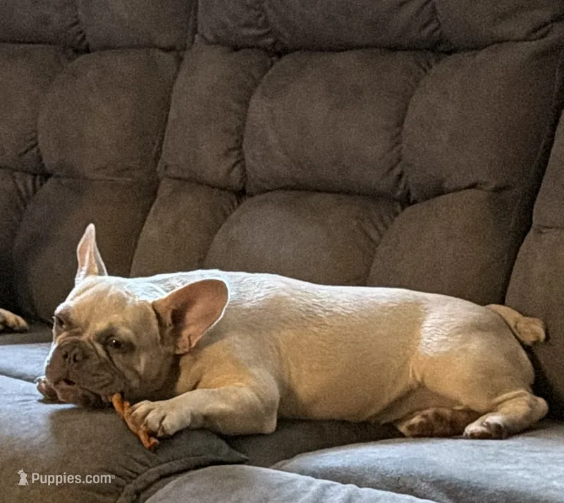 Tailor – French Bulldog puppy for sale in Houston, TX