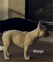 Margie, a female French Bulldog for sale in Houston, TX – 4 of 4