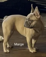 Margie, a female French Bulldog for sale in Houston, TX – 3 of 4