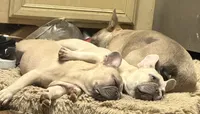 Tailor, a female French Bulldog for sale in Houston, TX – 2 of 3