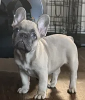 Margie, a female French Bulldog for sale in Houston, TX – 2 of 4